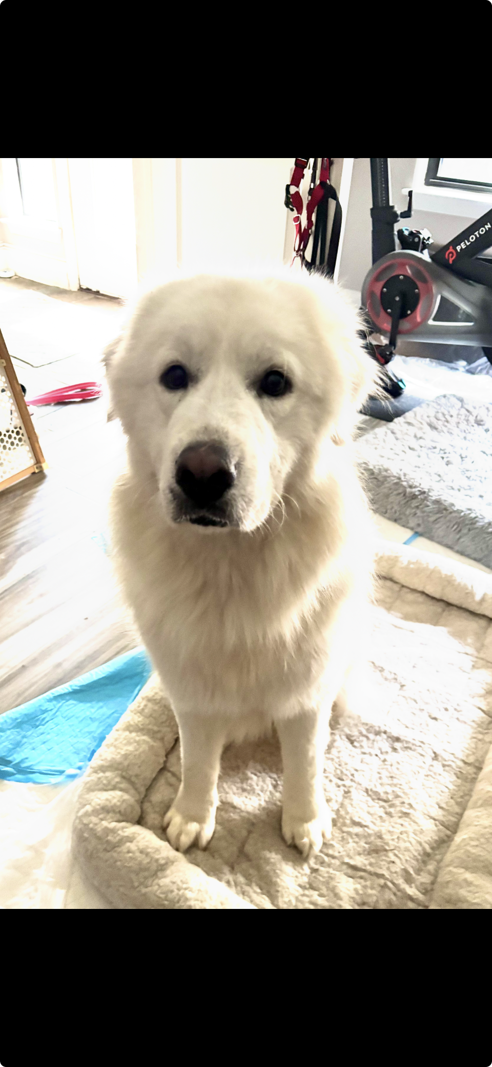Teddy Fluff